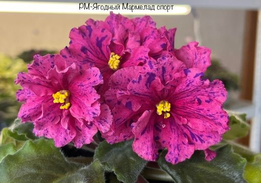 Фиалка РМ-Ягодный Мармелад спорт — фото 1