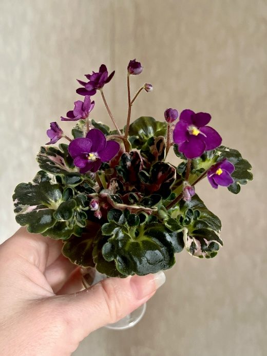 Фиалка Mac's Pizzicato Paradise спорт — фото 1