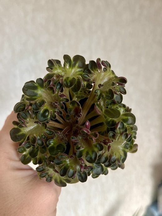Фиалка Mac's Pizza Pizzicato — фото 1