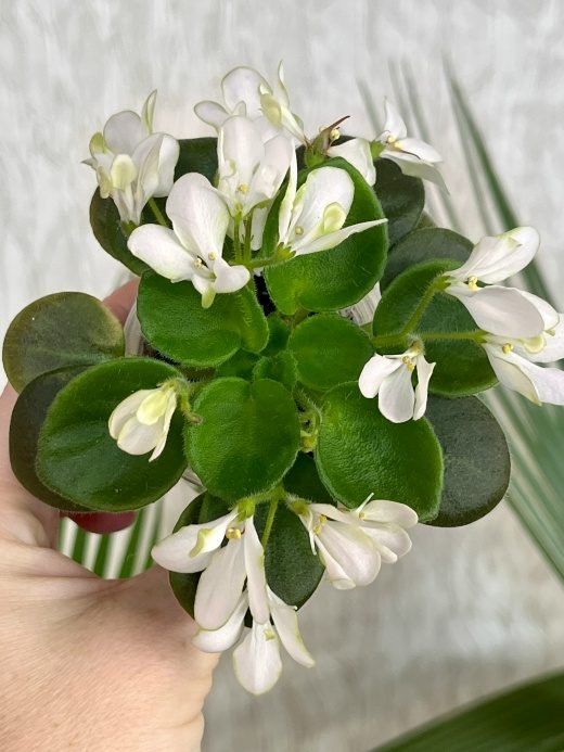 Фиалка Wesley's Samwise Salutations — фото 1