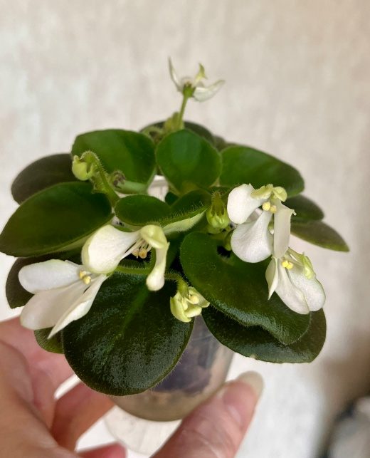 Фиалка Wesley's Samwise Salutations — фото 2