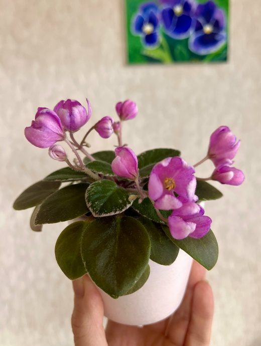 Фиалка АВ-Тюльпанчики — фото 1
