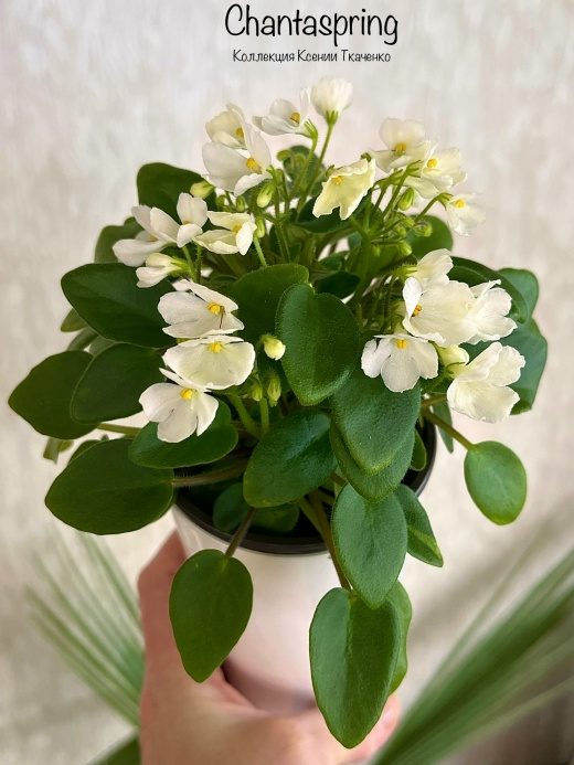 Фиалка Chantaspring — фото 1