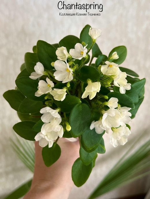 Фиалка Chantaspring — фото 2