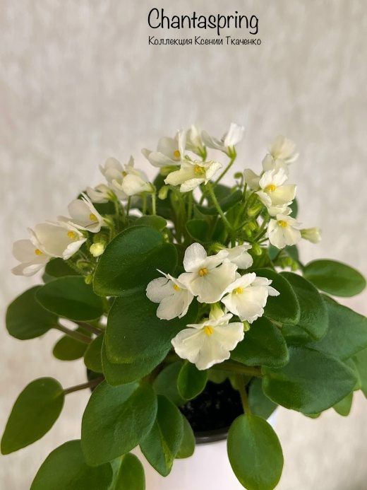 Фиалка Chantaspring — фото 3