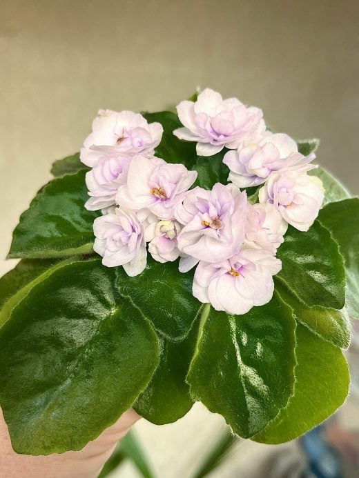 Фиалка Cupids Jewel — фото 1