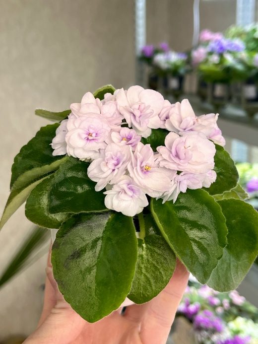 Фиалка Cupids Jewel — фото 2