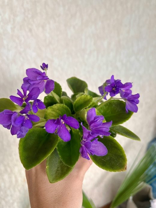 Фиалка LV-Элизабет — фото 2