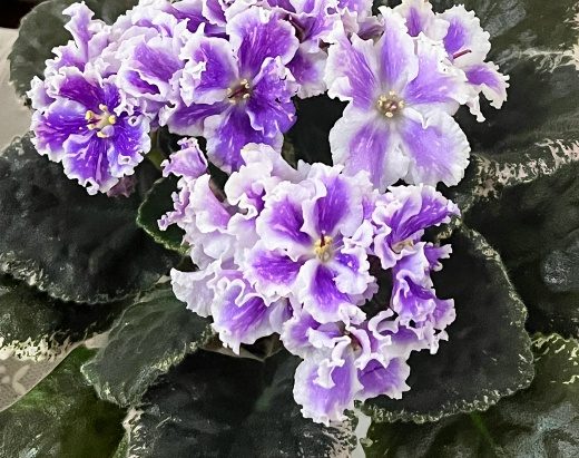 Фиалка ВаТ-Птица Счастья — фото 1