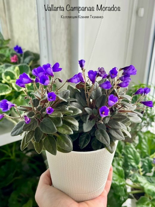 Фиалка Vallarta Campanas Moradas — фото 1